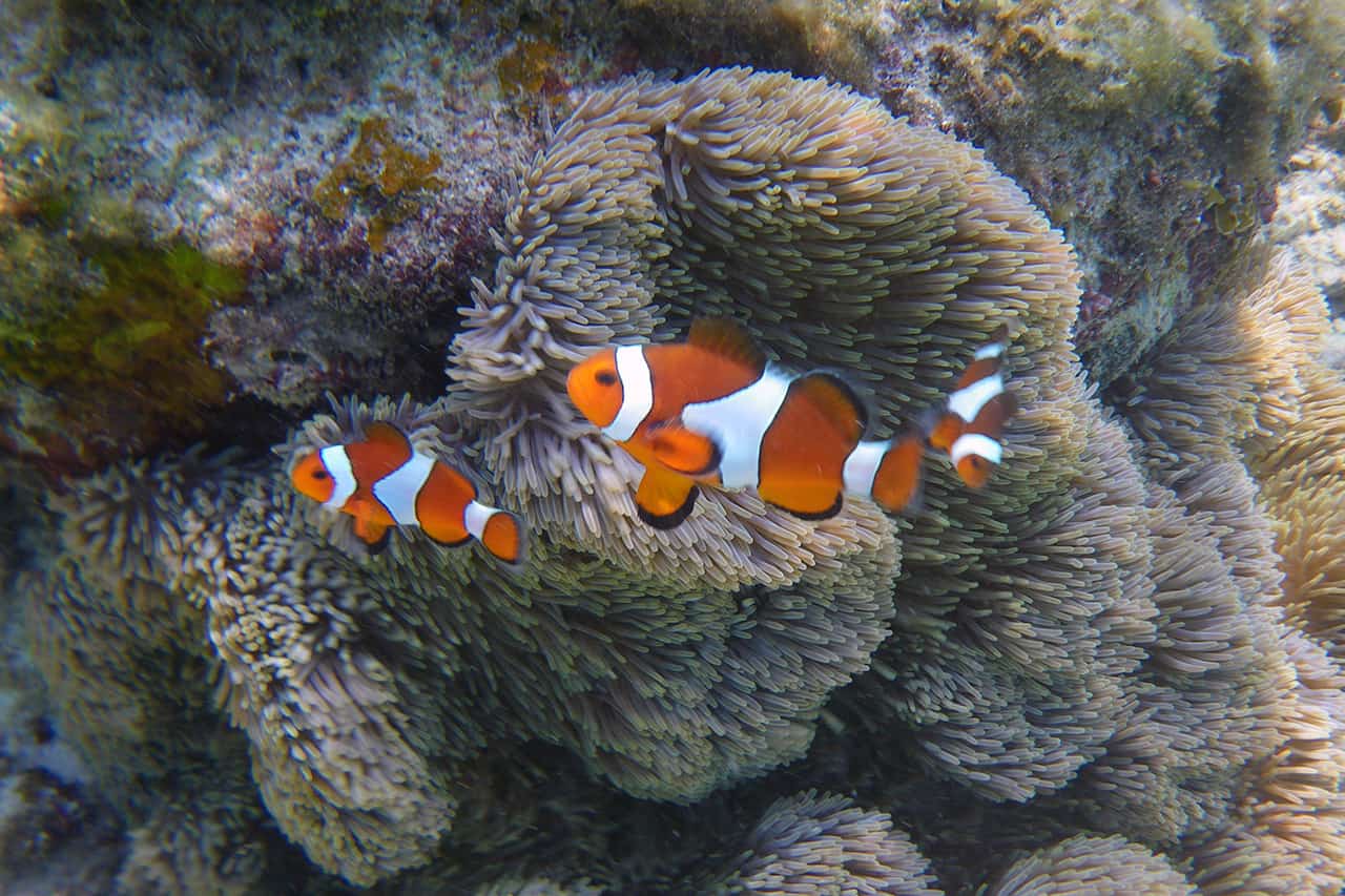 Snorkelen in Maleisië