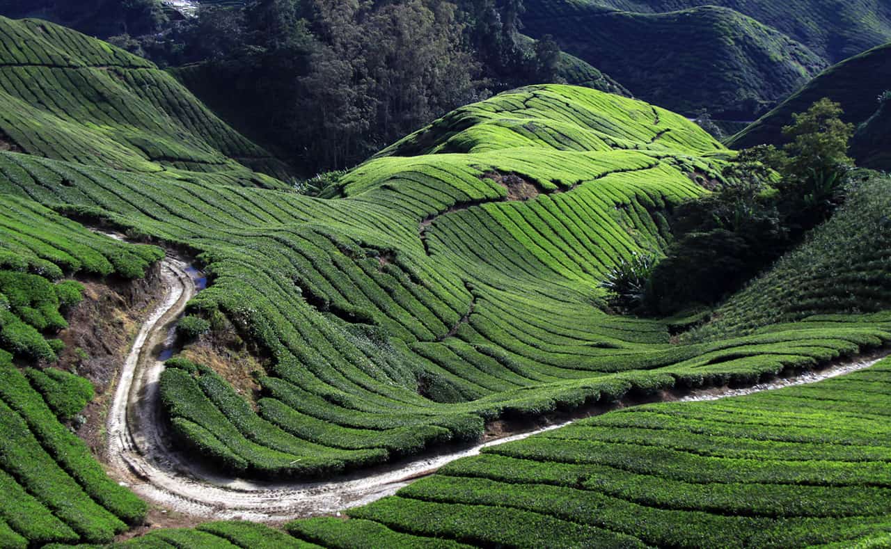 Cameron Highlands