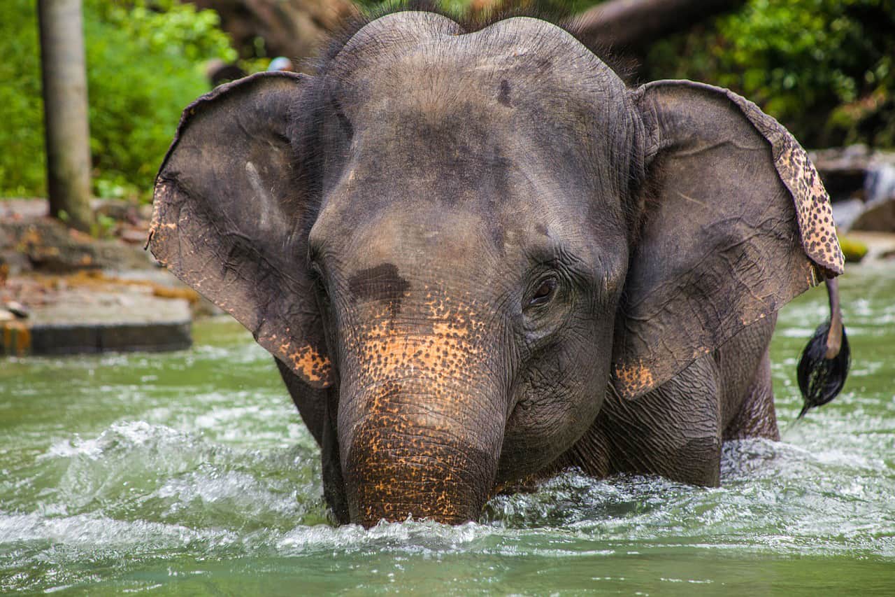 Stap van de olifant af