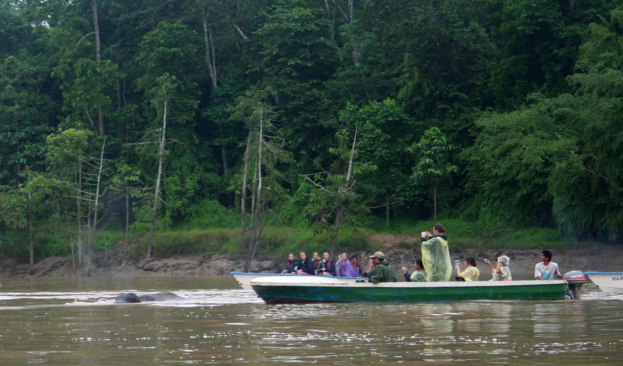 Met de boot over de Kinabatangan