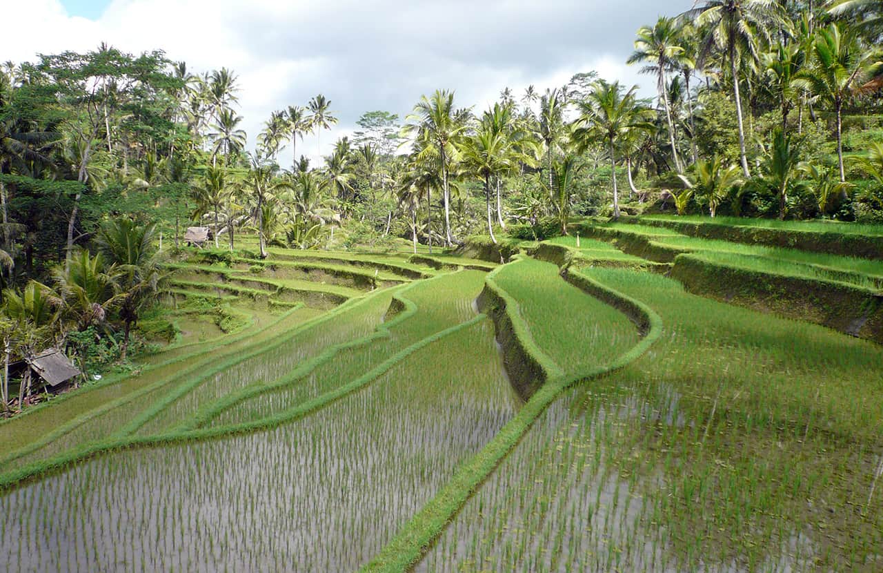 Rijstvelden rondom Ubud