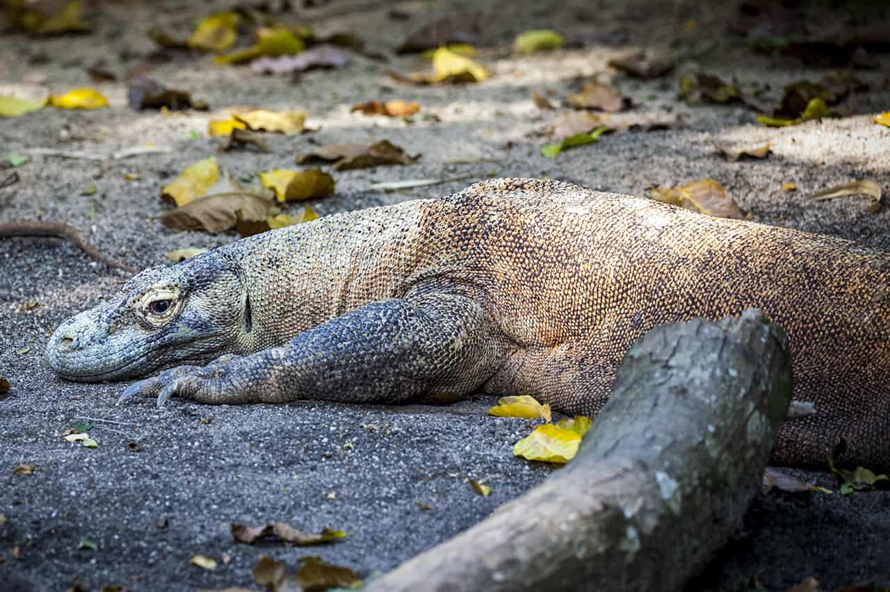 Komodo eiland