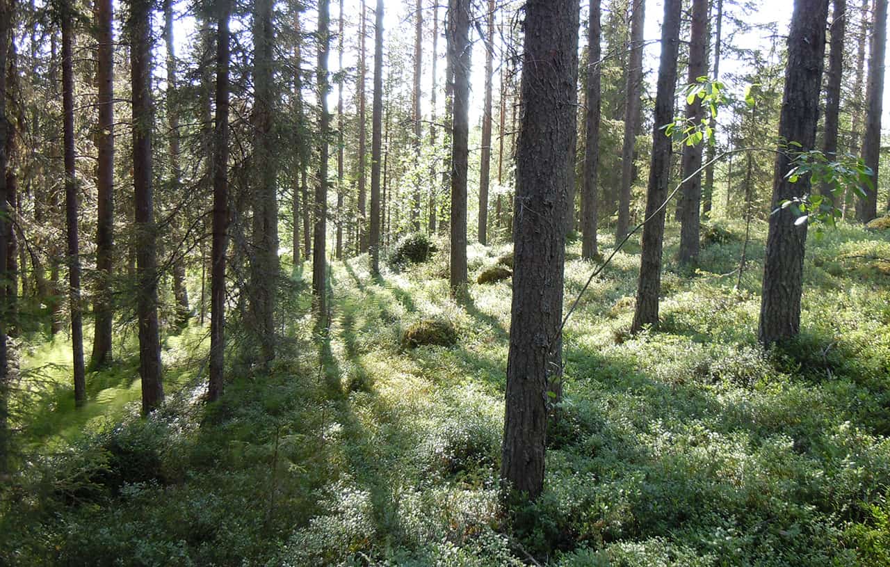 Schitterende outdoors van Arvidsjaur, Zweden