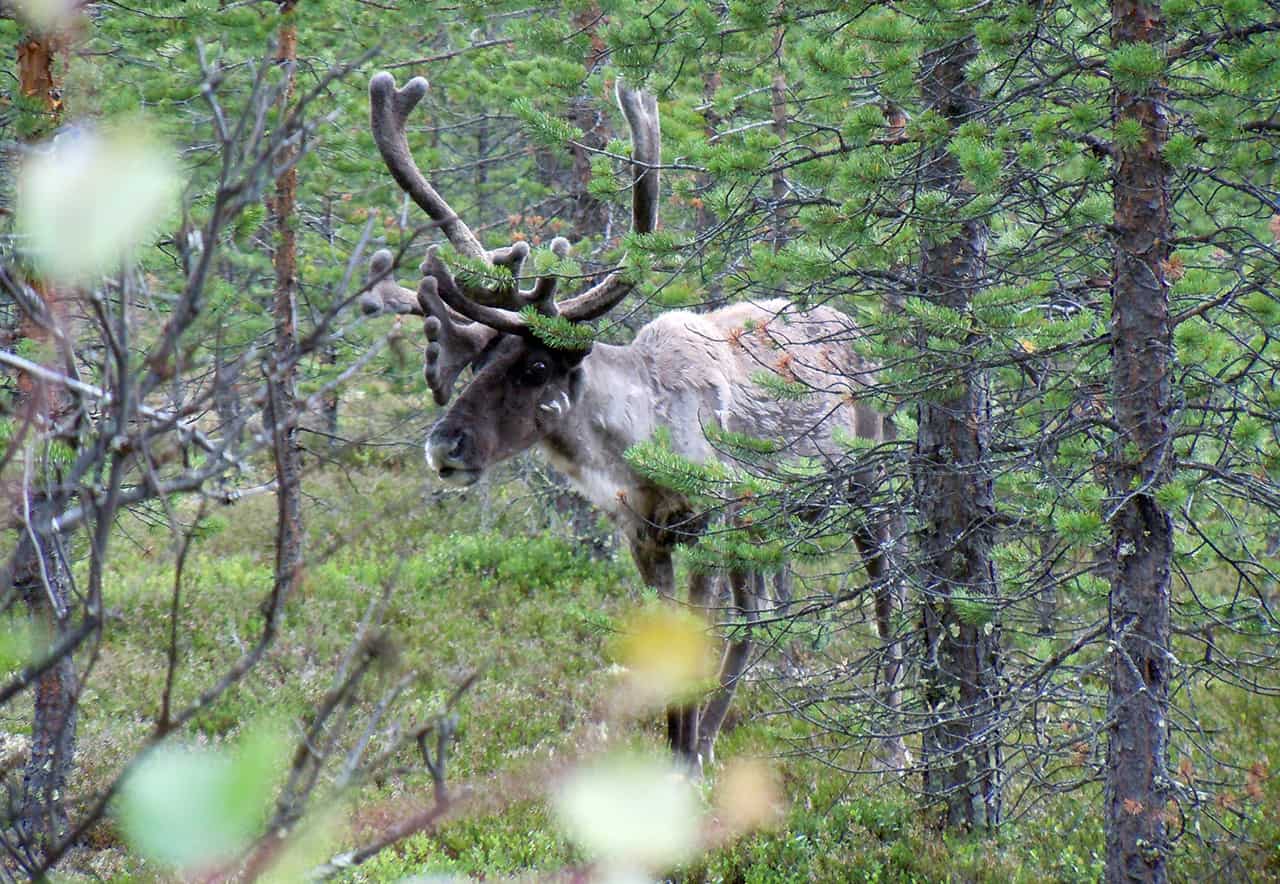 Schitterende outdoors van Arvidsjaur, Zweden