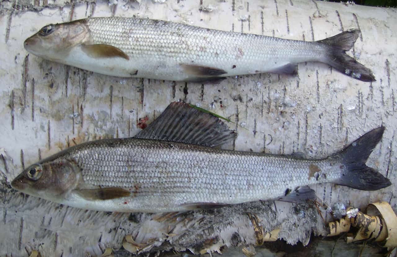 Schitterende outdoors van Arvidsjaur, Zweden