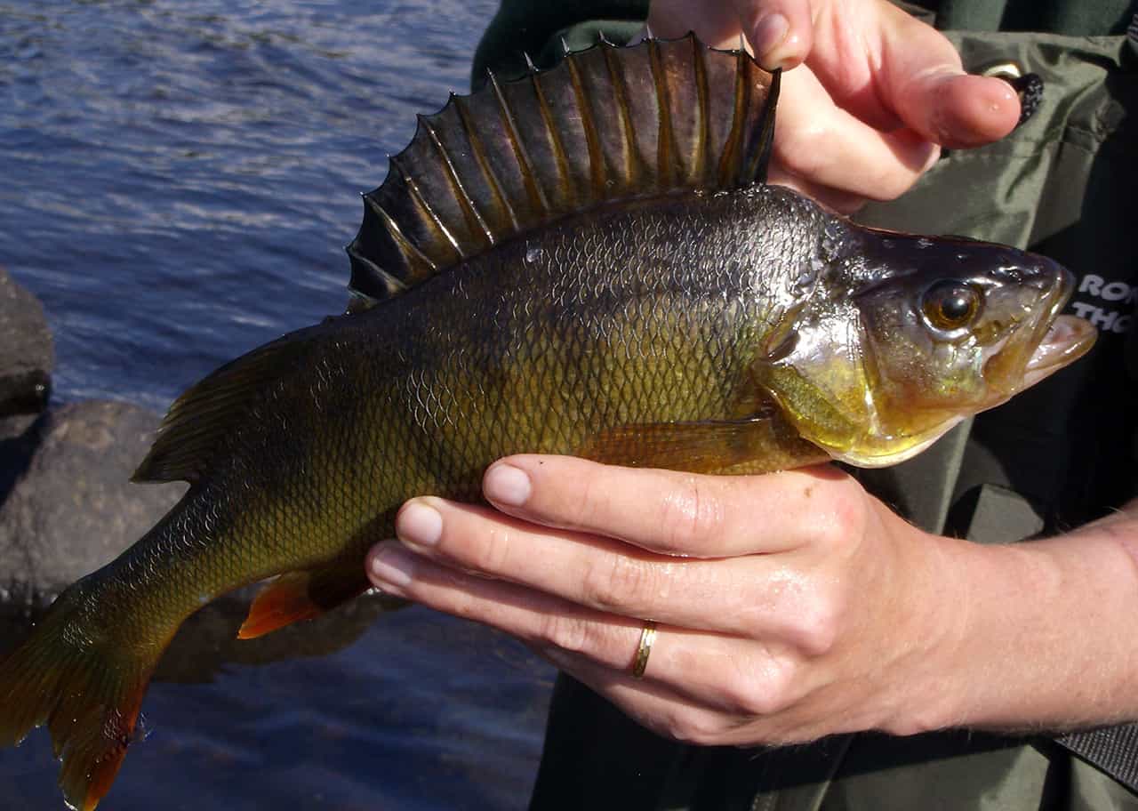 Schitterende outdoors van Arvidsjaur, Zweden