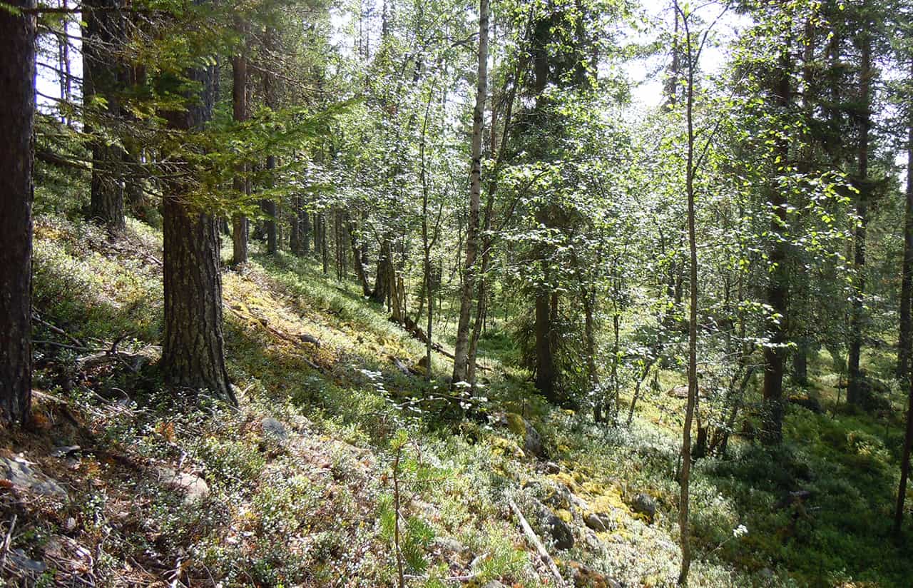 Schitterende outdoors van Arvidsjaur, Zweden