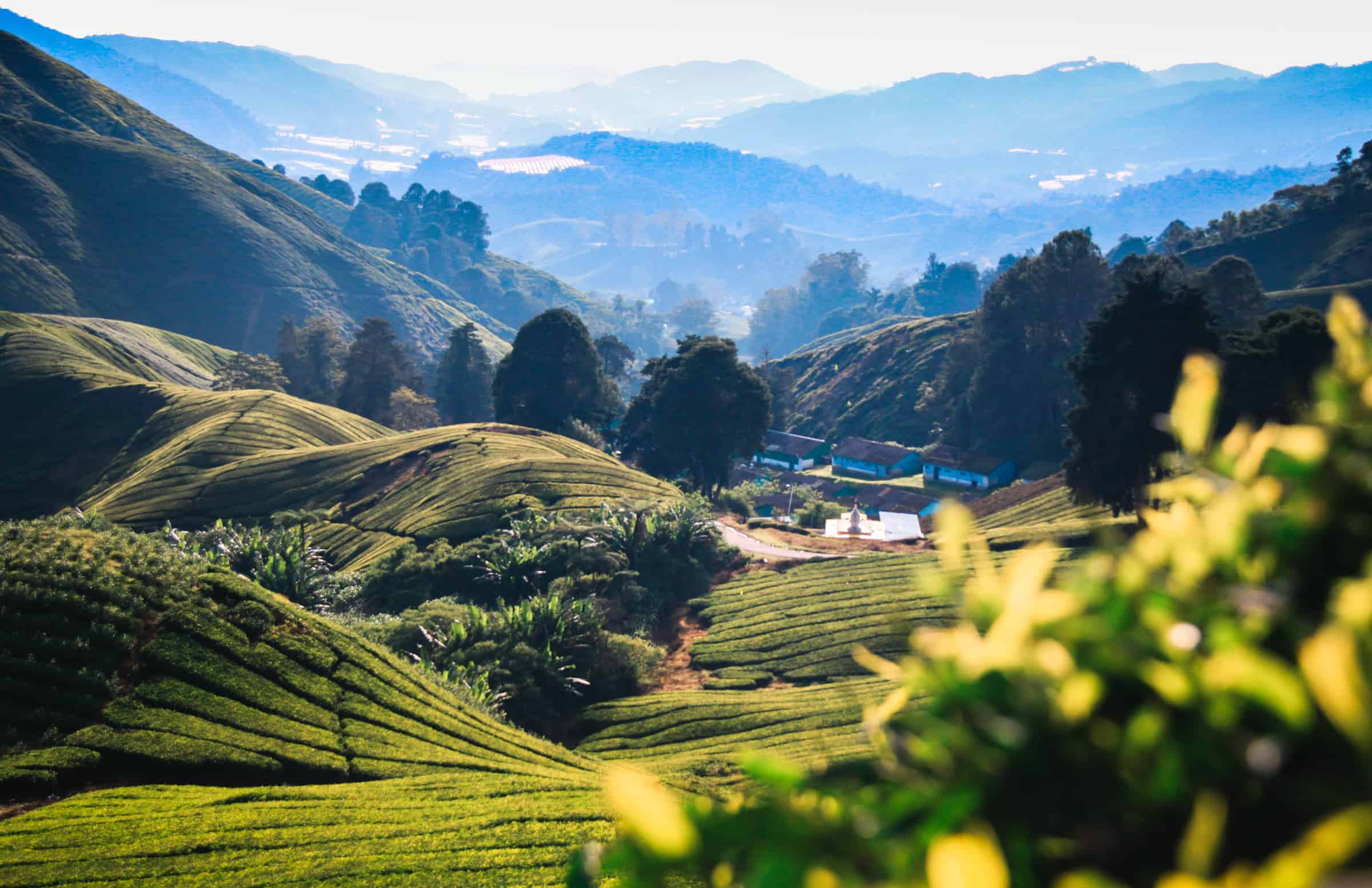 Cameron Highlands