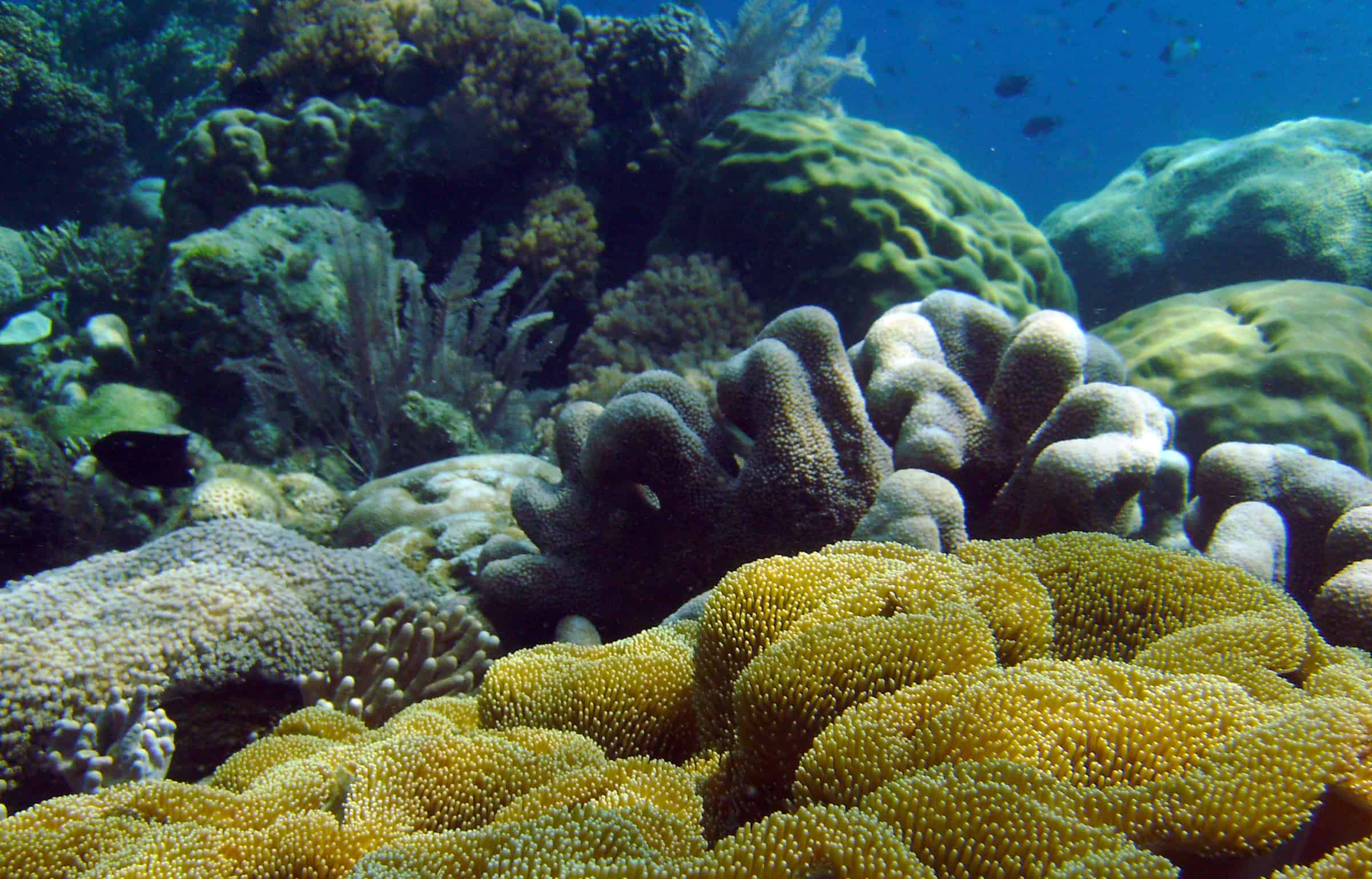 Bunaken marine park