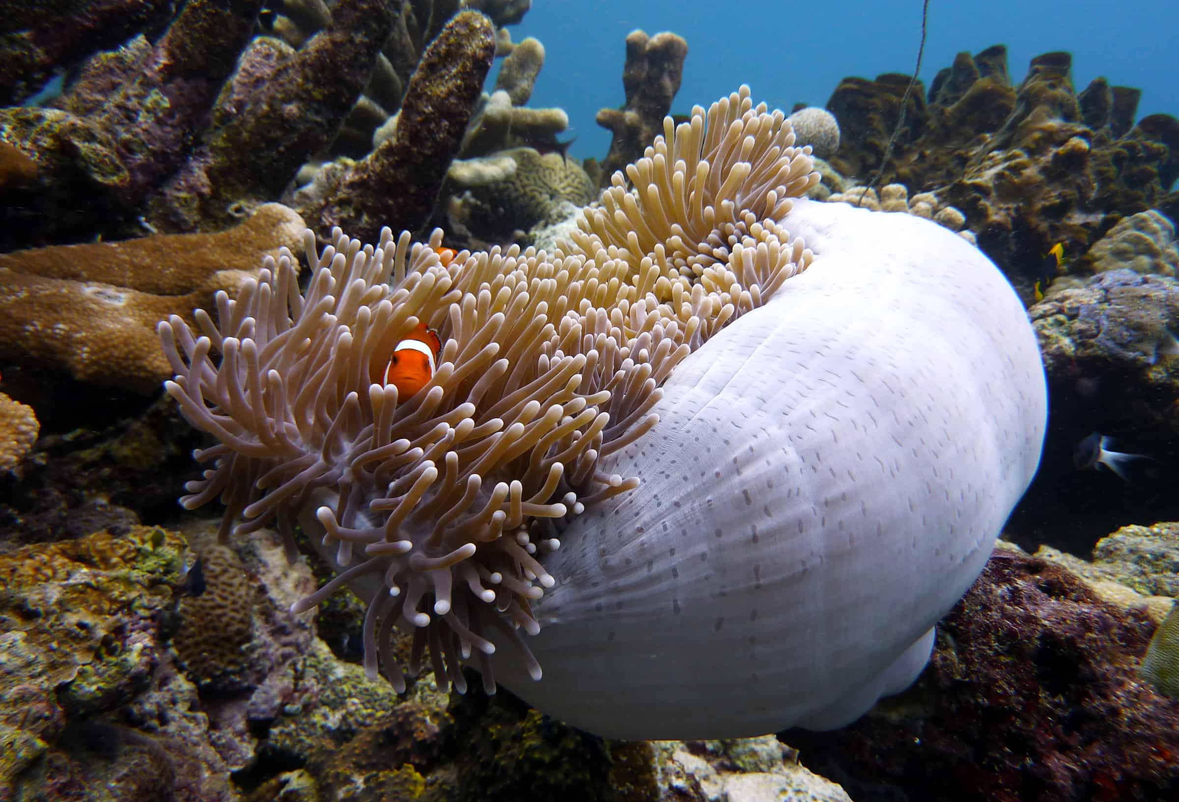 Bunaken marine park