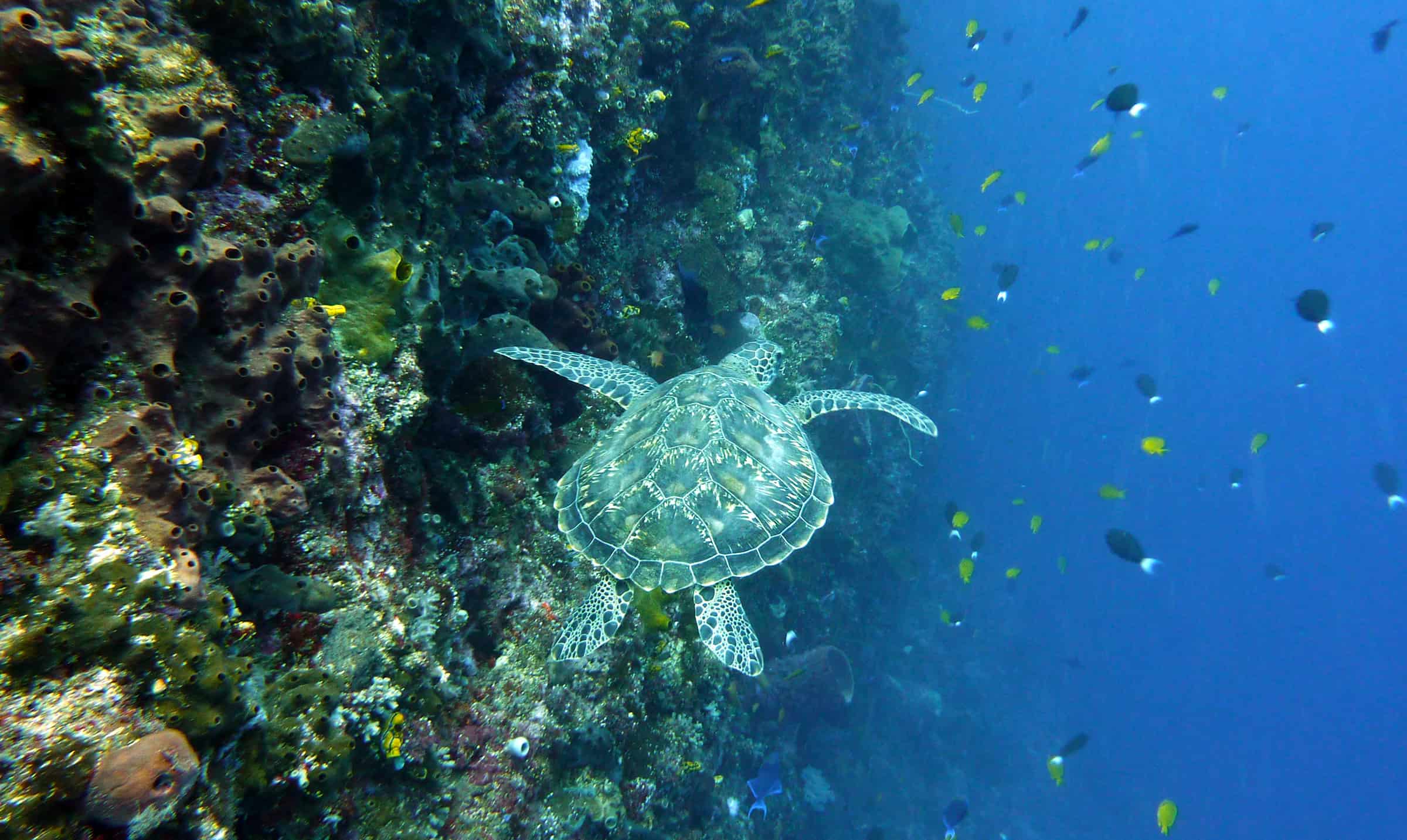 Bunaken marine park