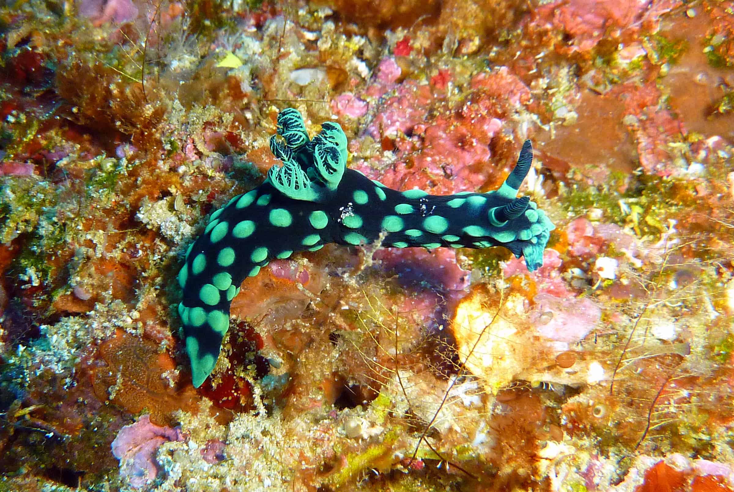 Bunaken marine park