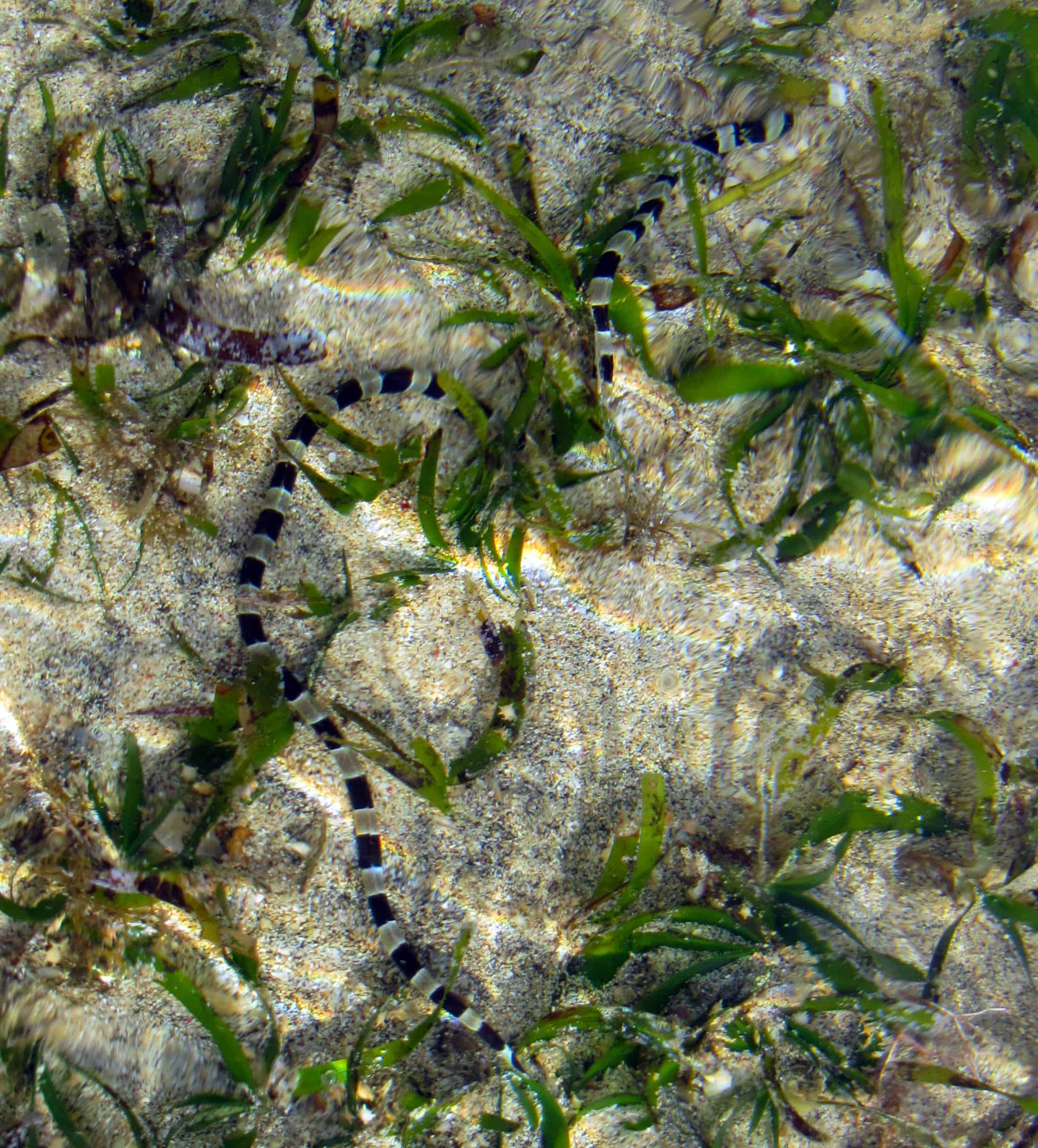 Bunaken marine park