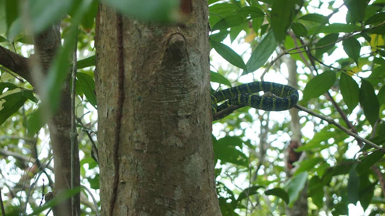 Penang National Park