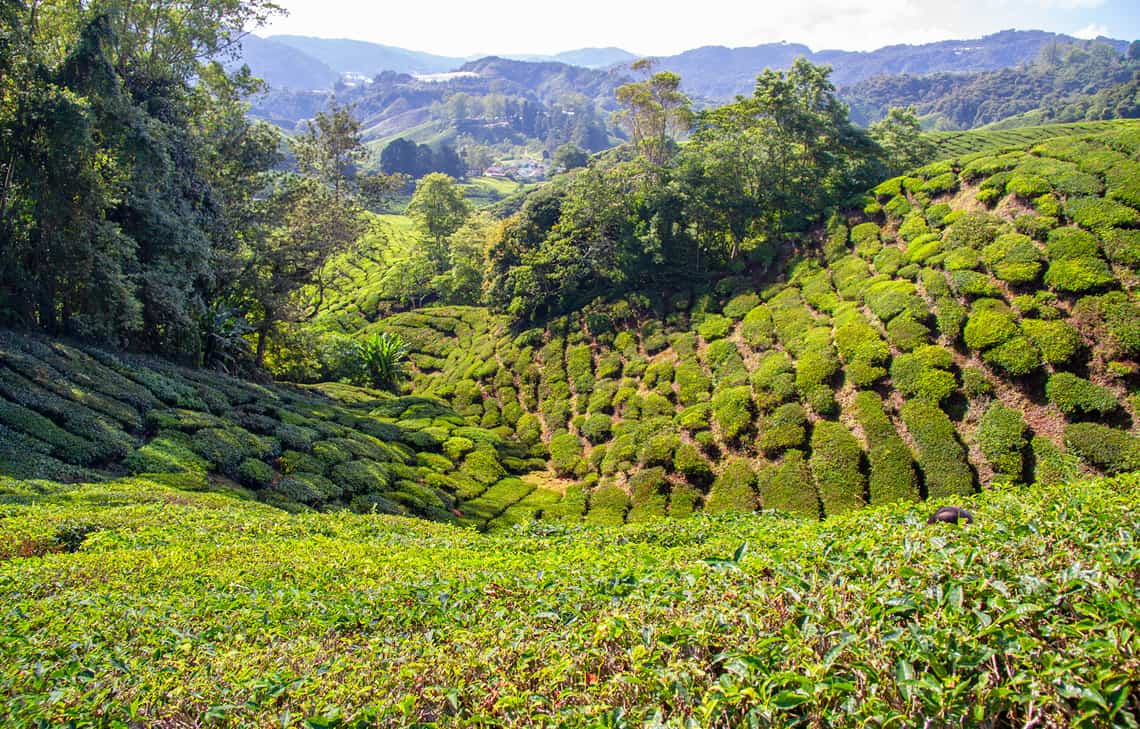 Cameron Highlands