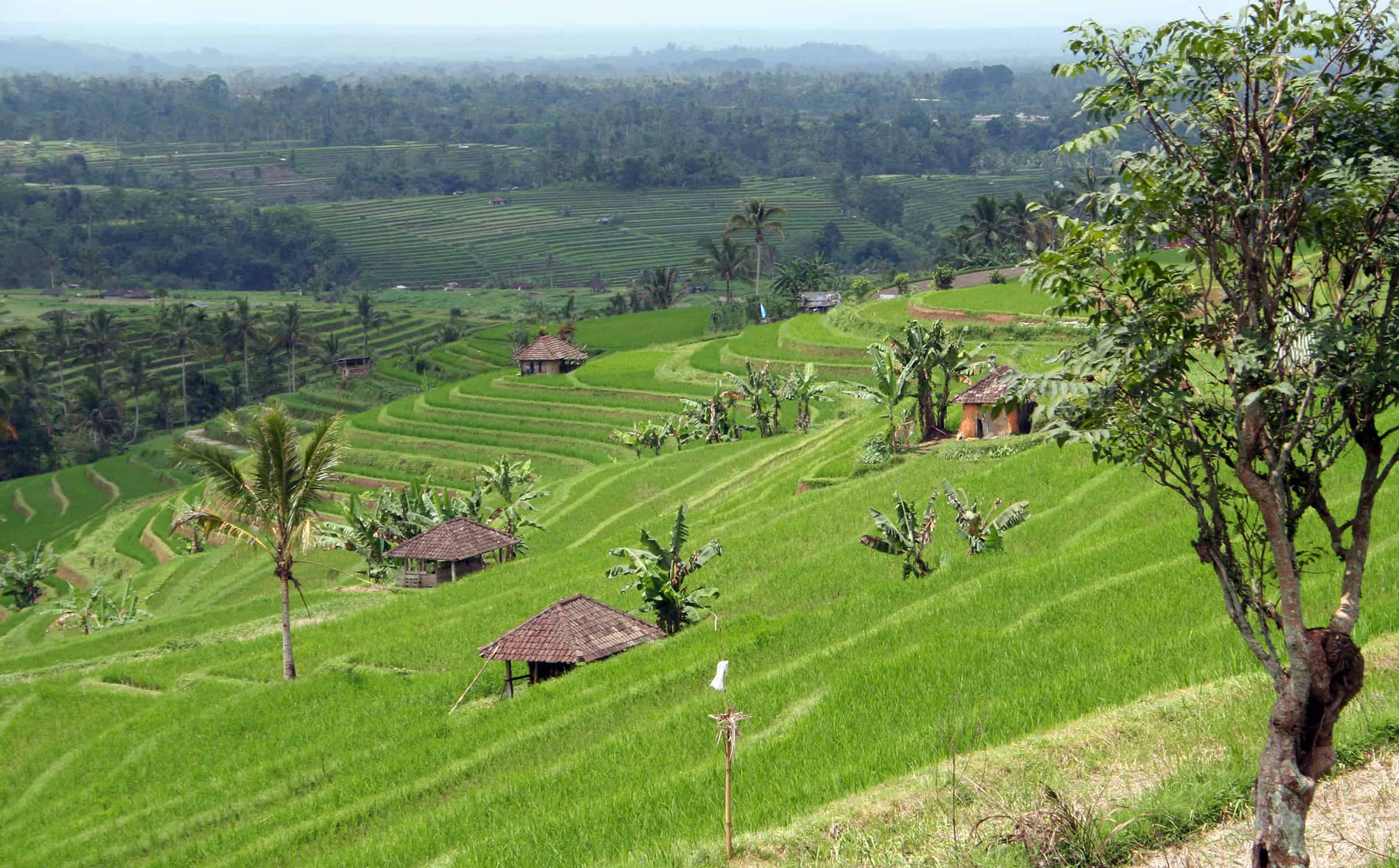 Rijstvelden Bali