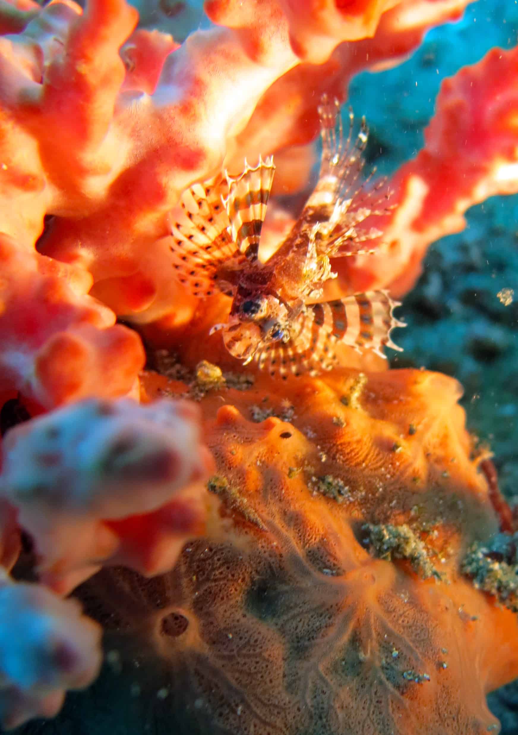 Duiken bij Lembeh, Sulawesi