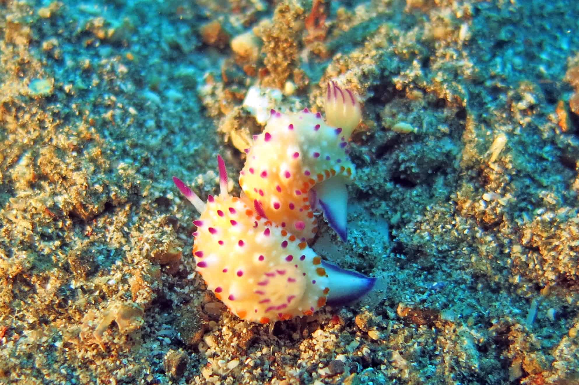 Duiken bij Lembeh, Sulawesi