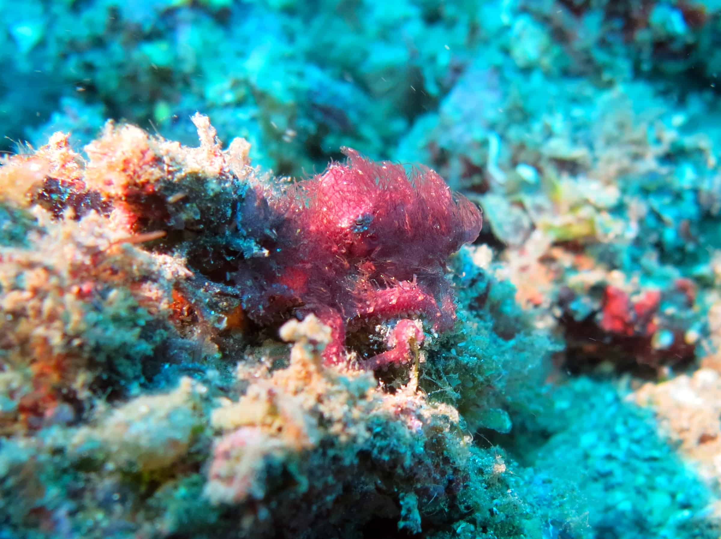 Duiken bij Lembeh, Sulawesi