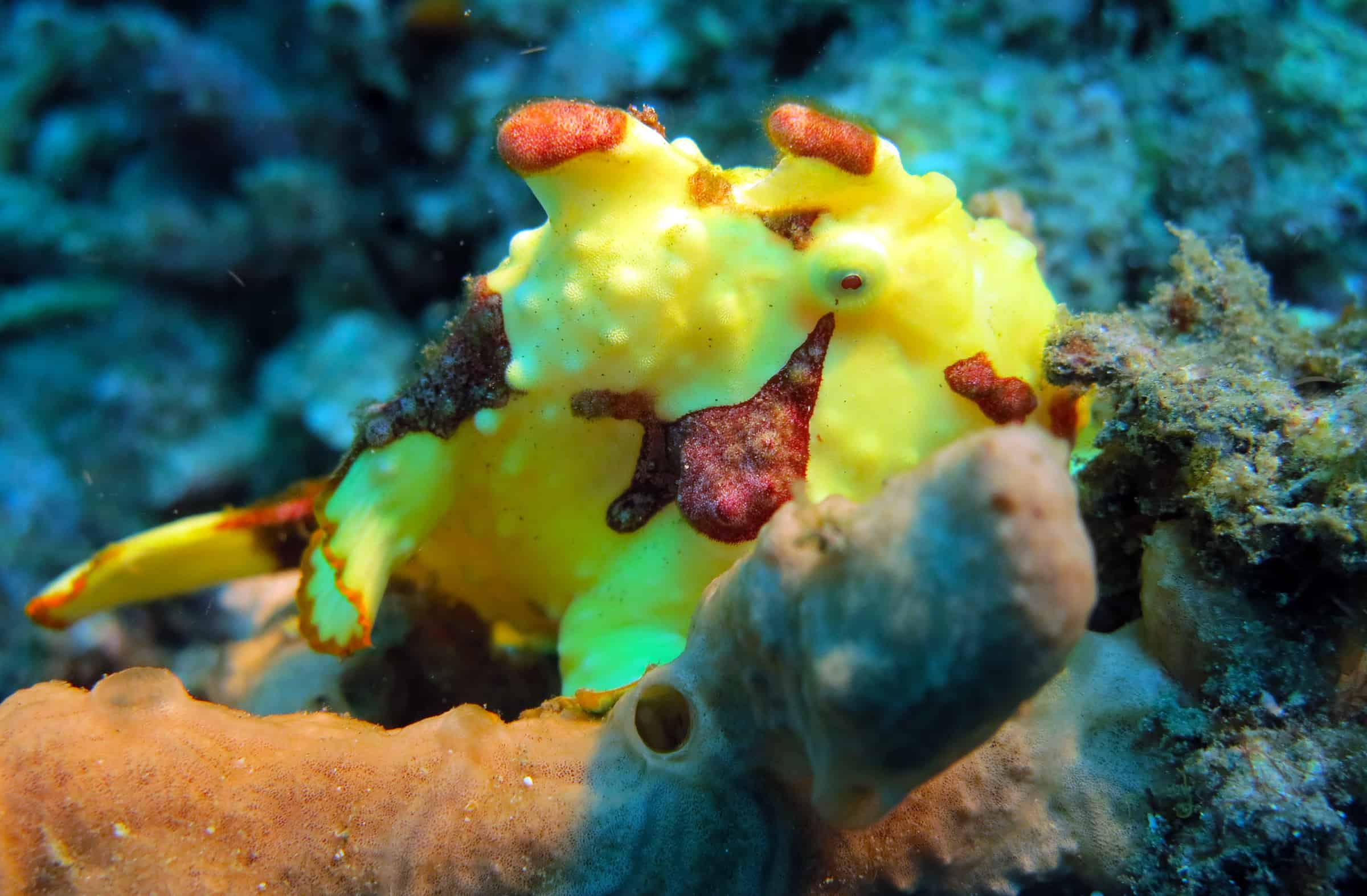 Duiken bij Lembeh, Sulawesi