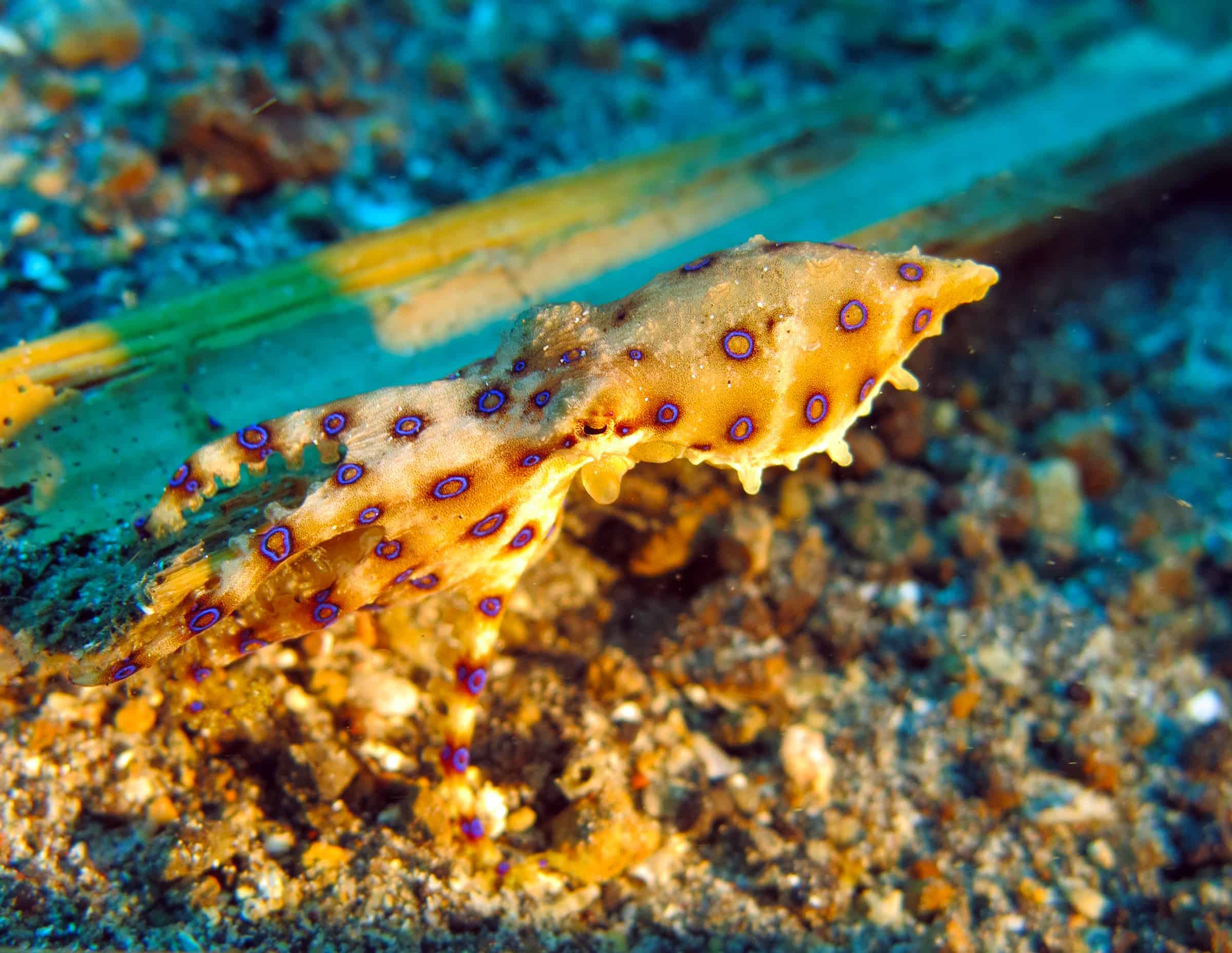 Duiken bij Lembeh, Sulawesi