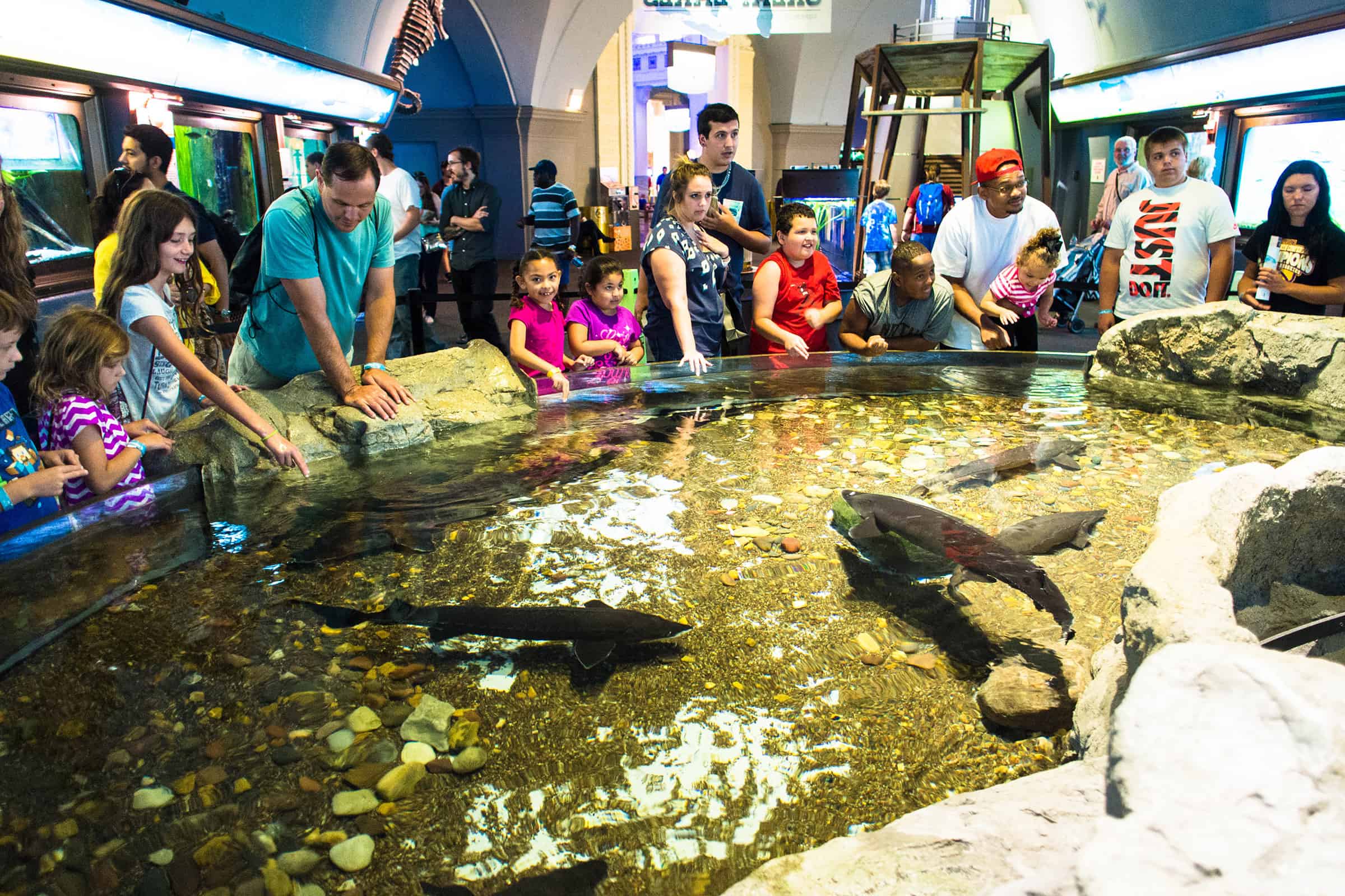 Shedd Aquarium in Chicago