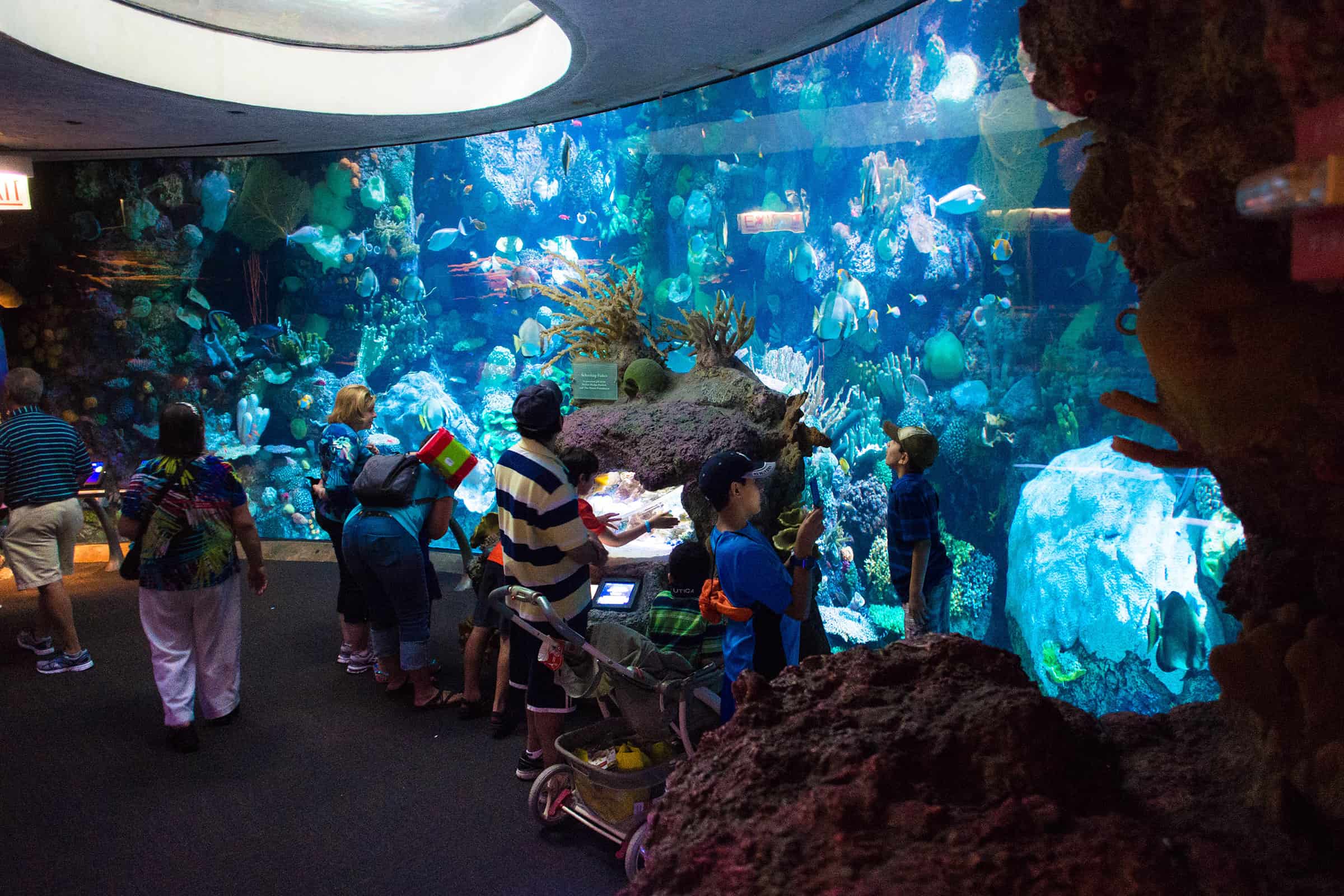 shedd aquarium guided tour