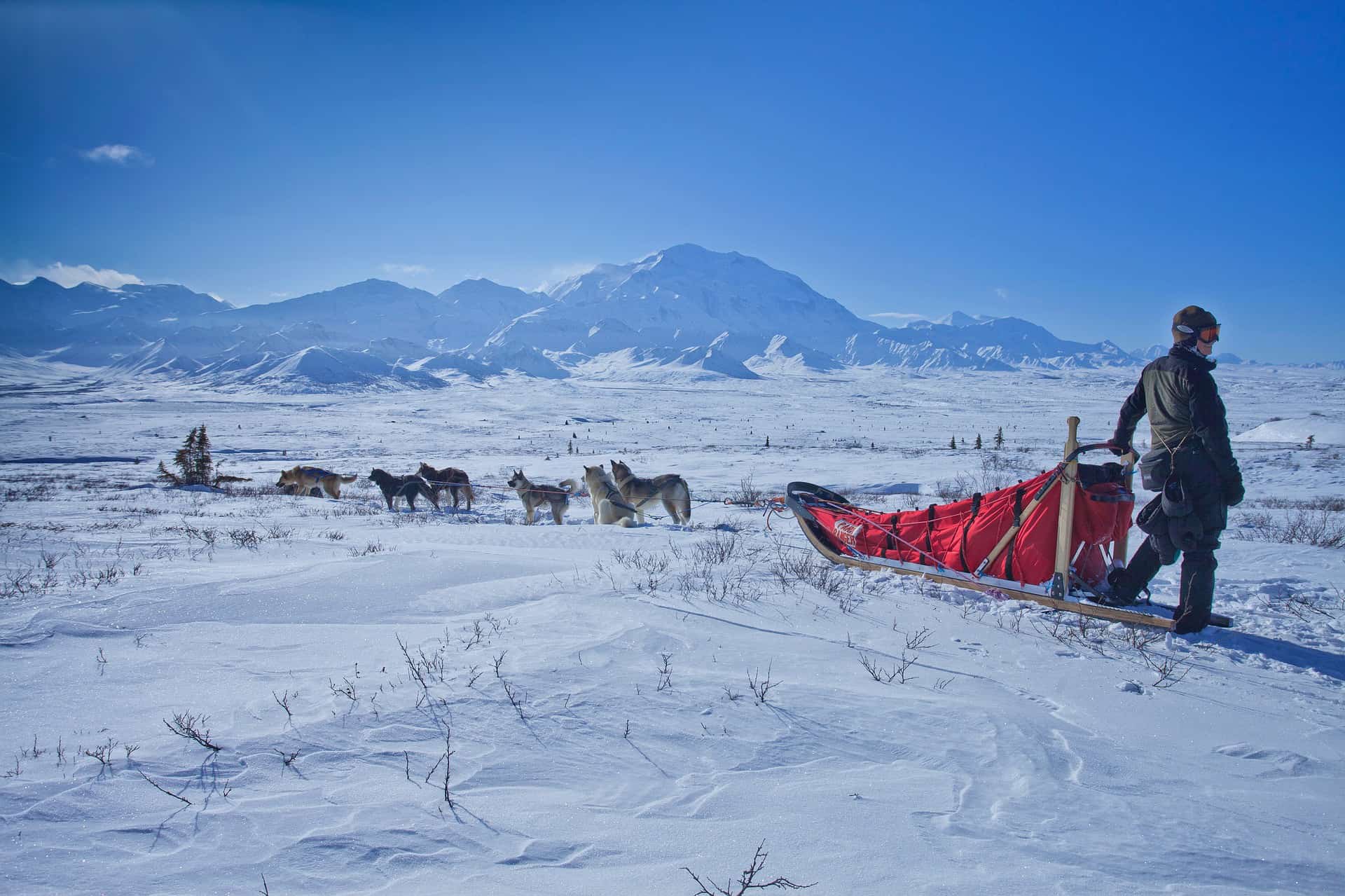 Met een hondenslee door Alaska