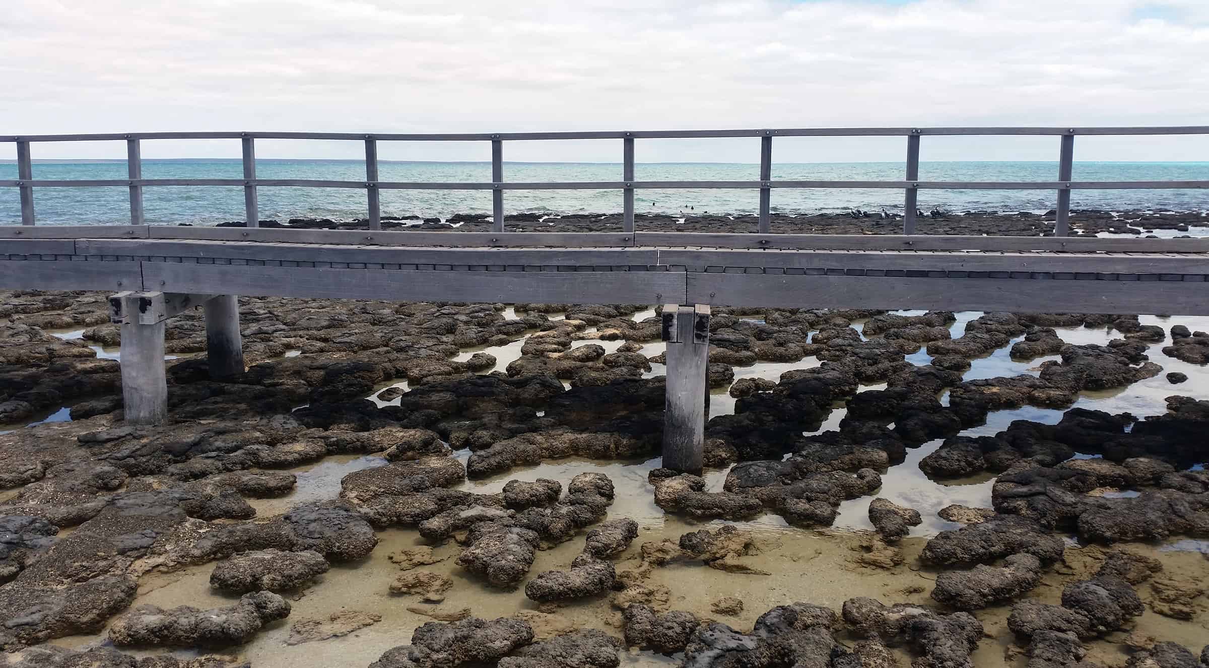 De Stromatolites van Hamelin Pool