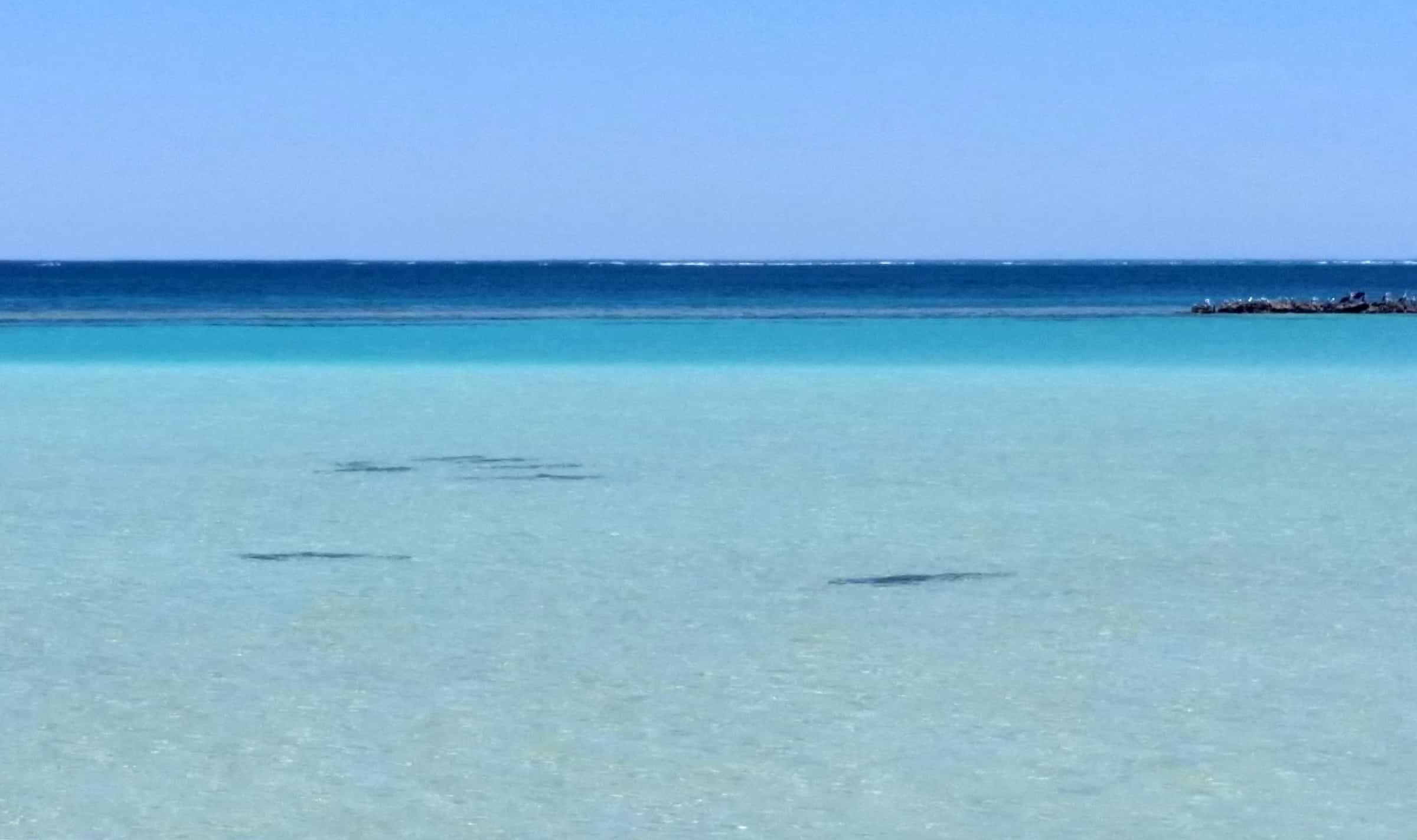 Skeleton Bay Reefsharks