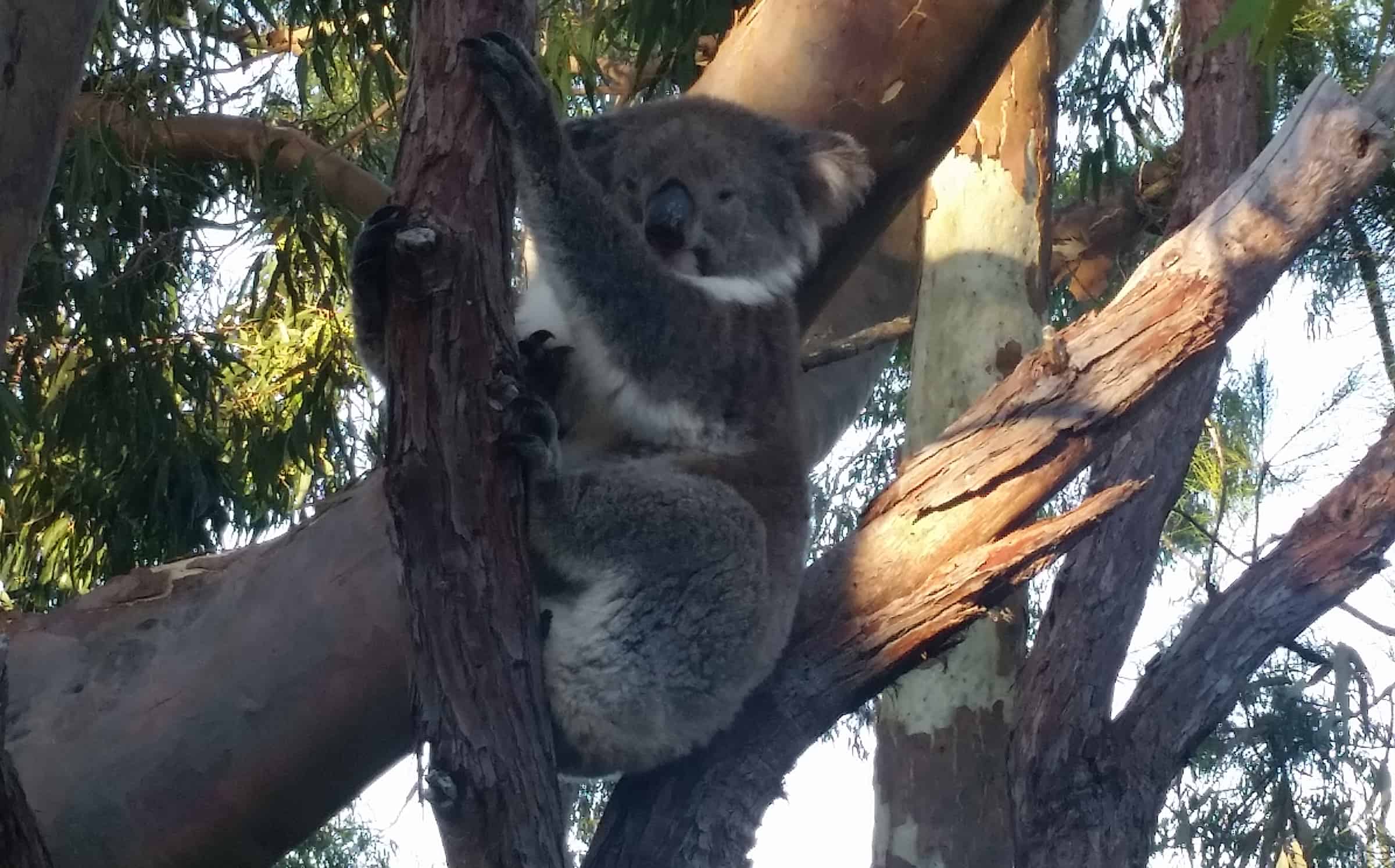 Yanchep National Park