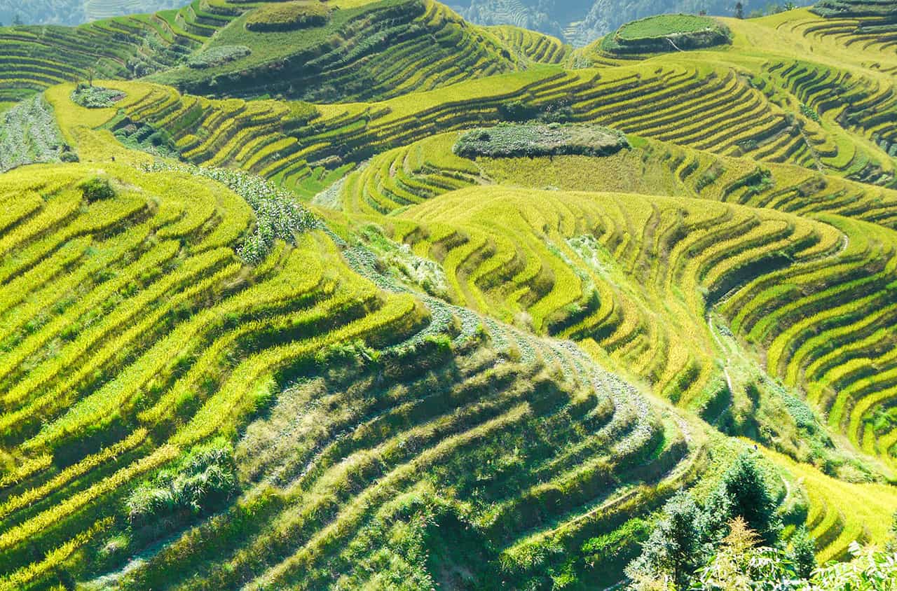 Longji rijstterrassen