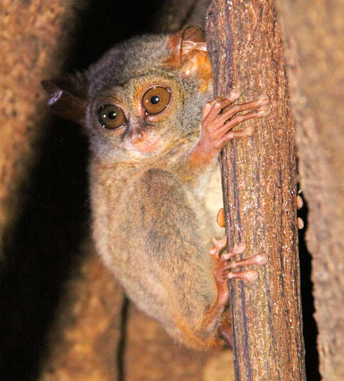 Spookaapje bij Tangkoko