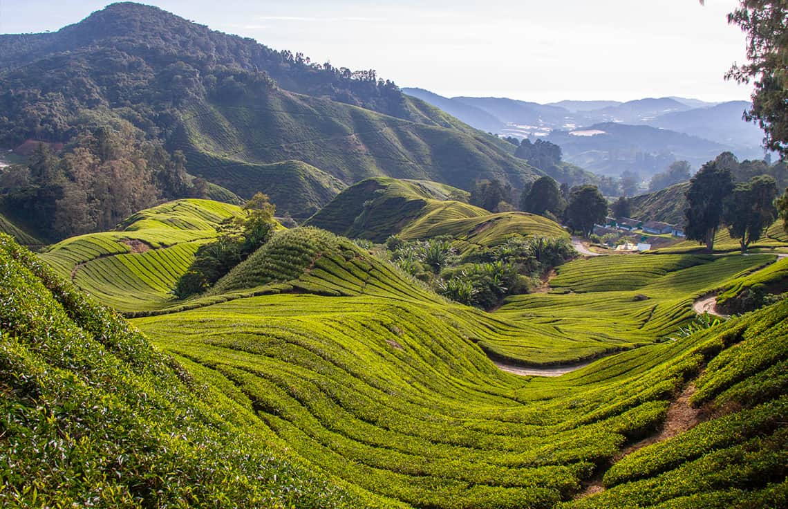 Cameron Highlands