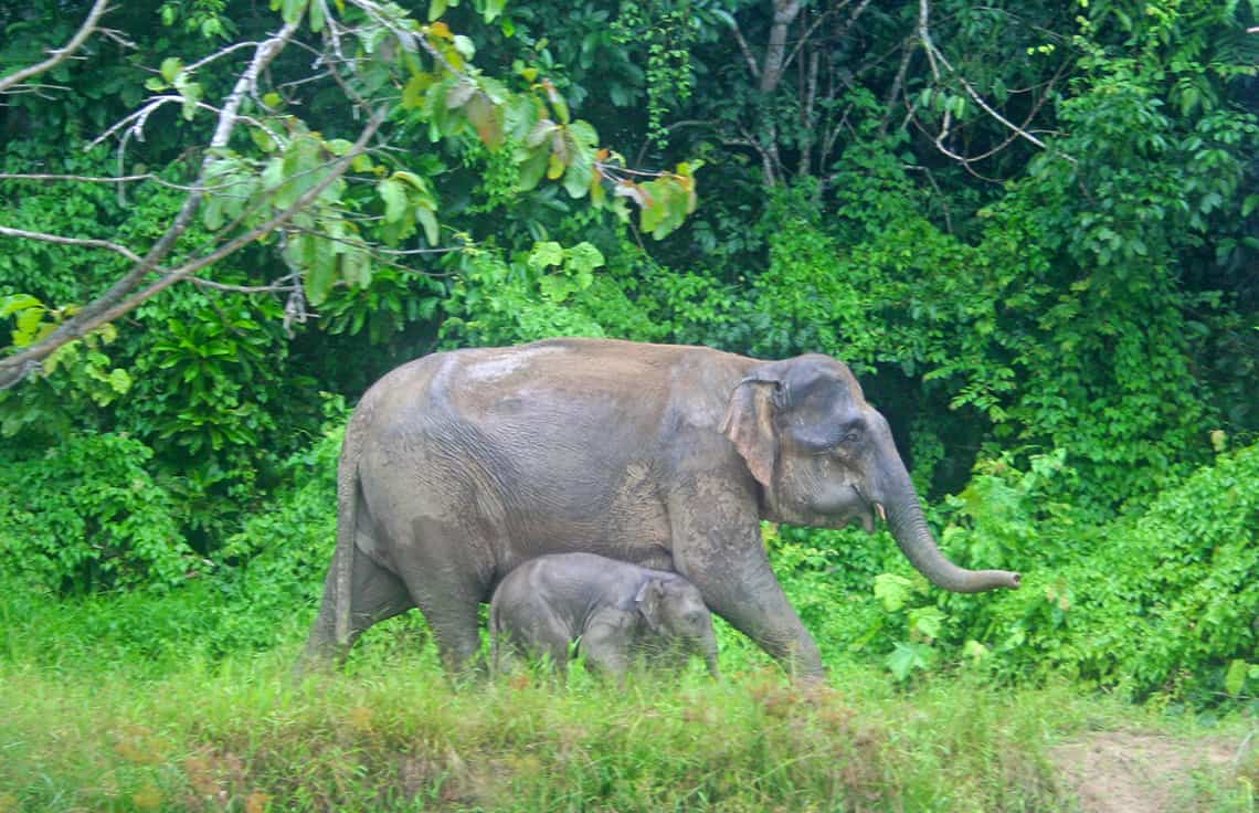 Kinabatangan