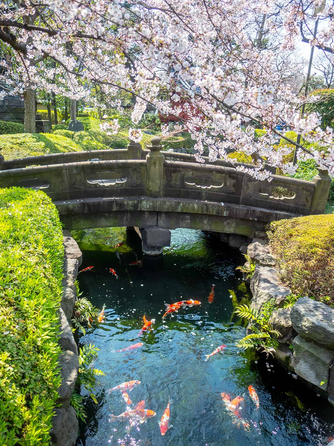 Sakura in Japan