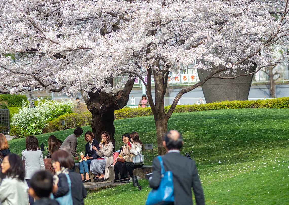 Sakura in Japan