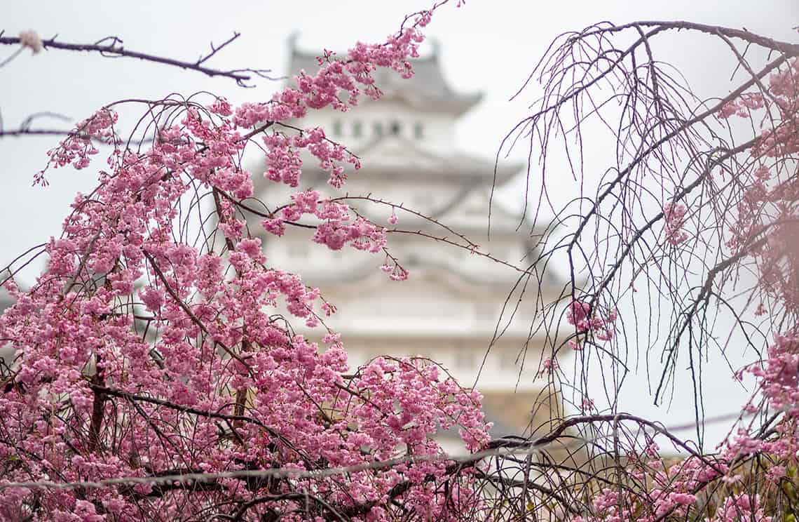 Sakura in Japan