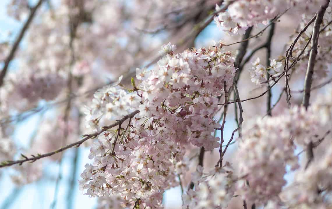 Sakura