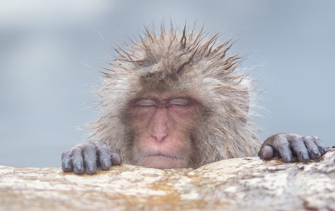 Jigokudani Snow Monkey Park