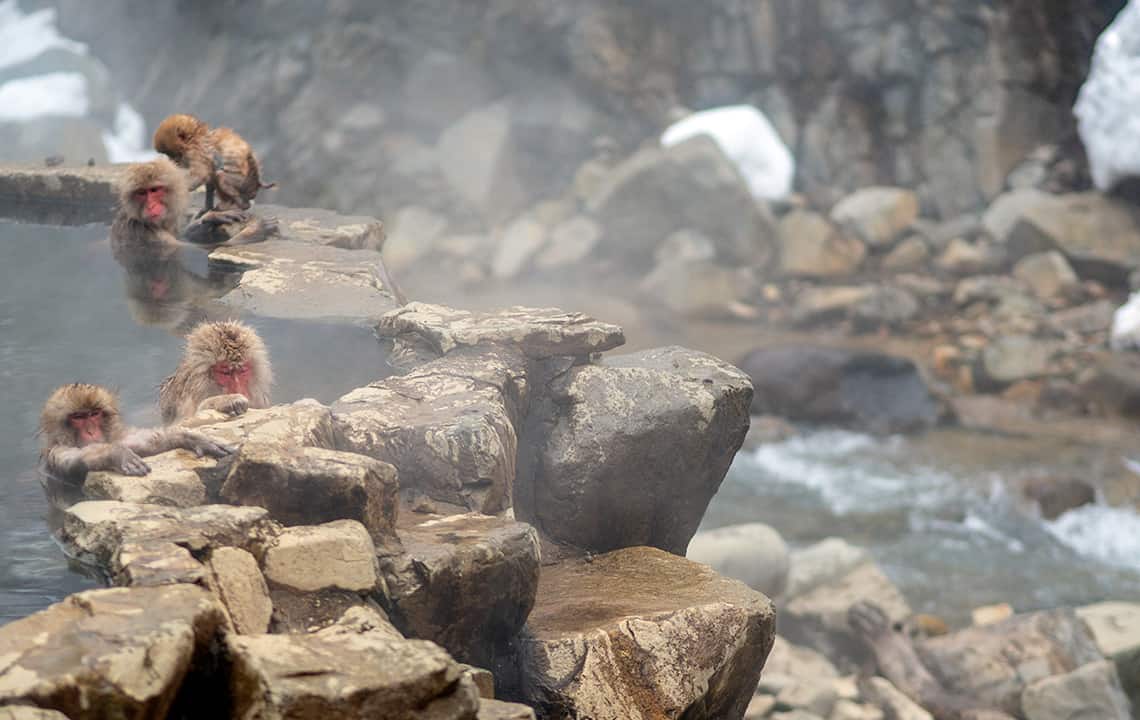 Jigokudani Snow Monkey Park