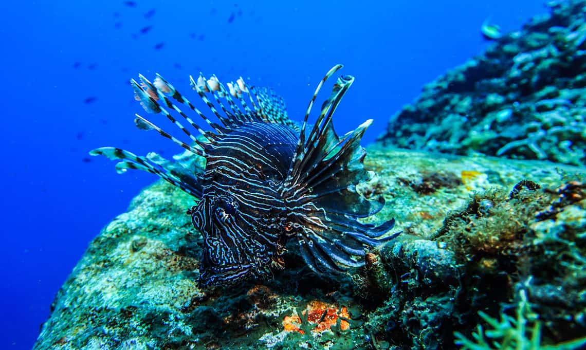 Duiken bij de Gili eilanden