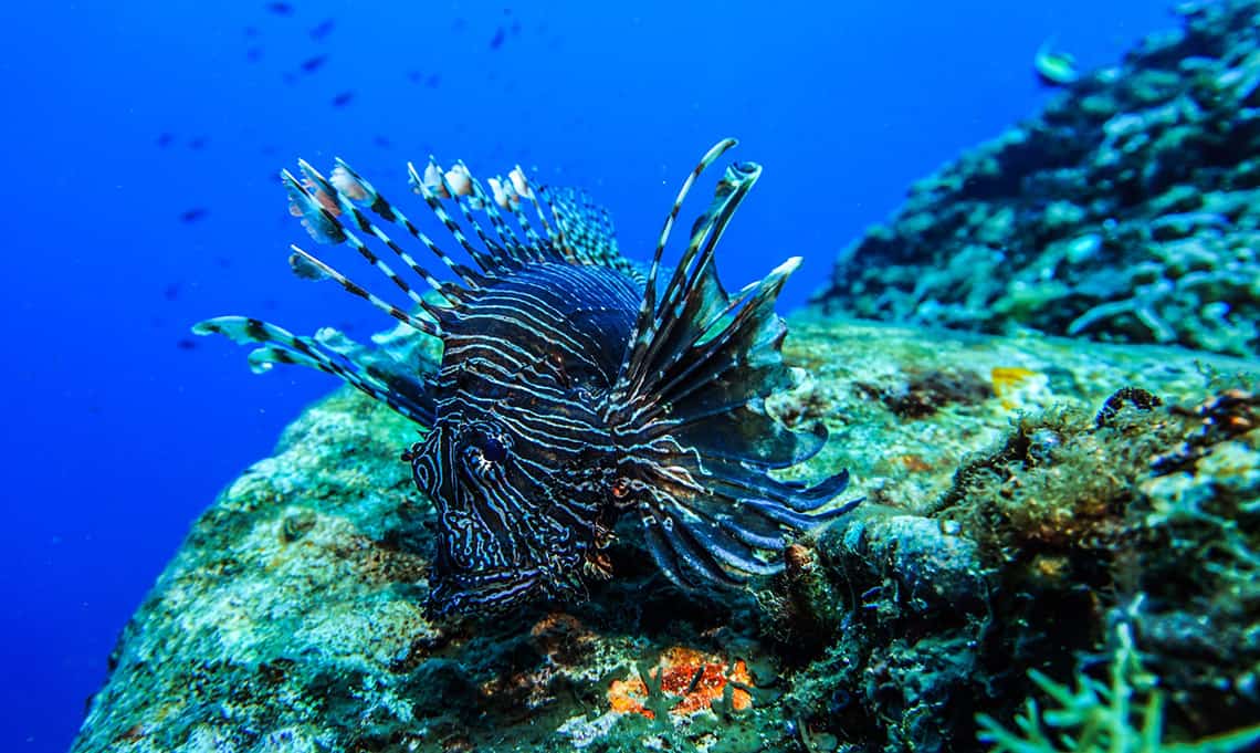 Duiken bij de Gili eilanden